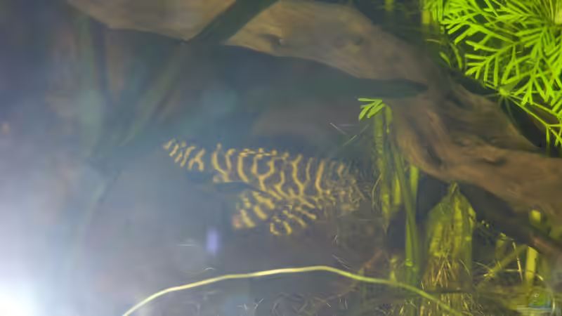 L-Wels von Life (47)