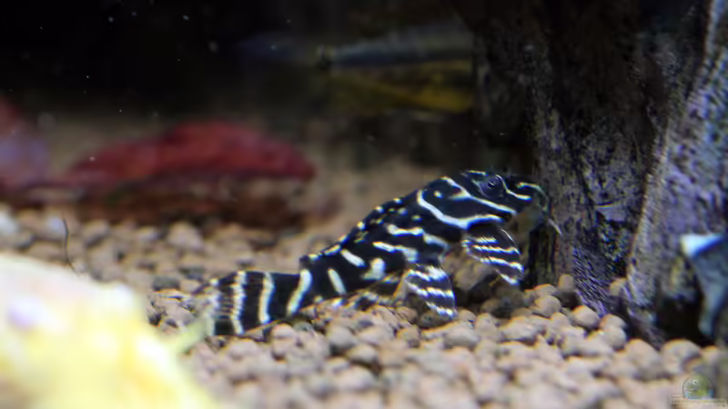 L-Wels von Redfin (14)