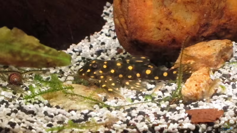 L Wels von Sarah (39)