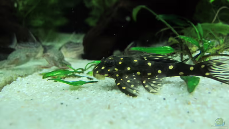 L Wels von Sarah (45)