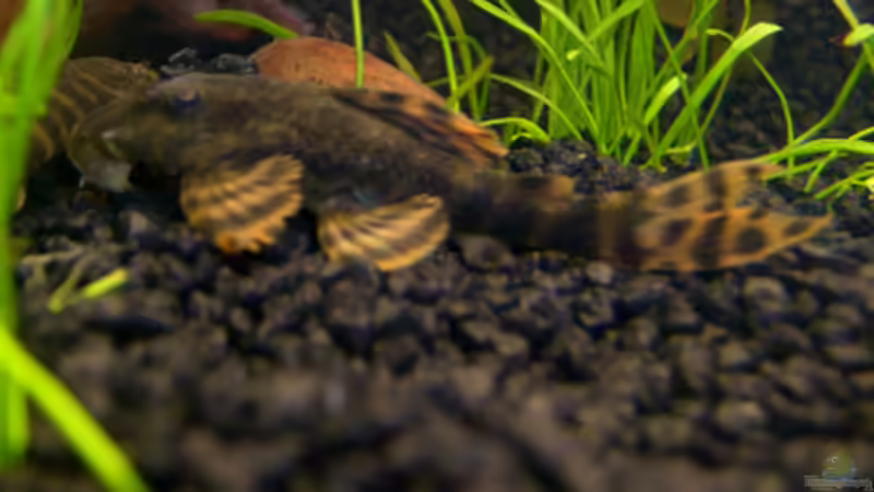 L-Welse von *angelfish* (37)