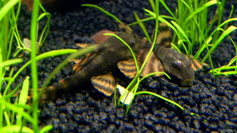 L-Welse von *angelfish* (38)