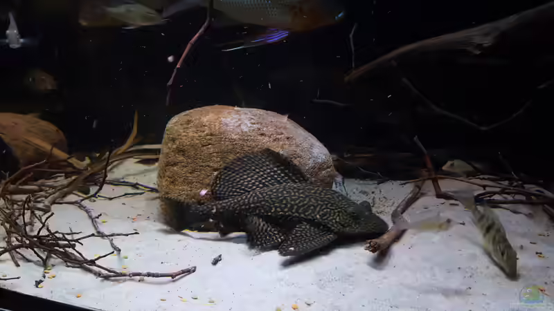 L001 von Südamerika Aquanaut (42)