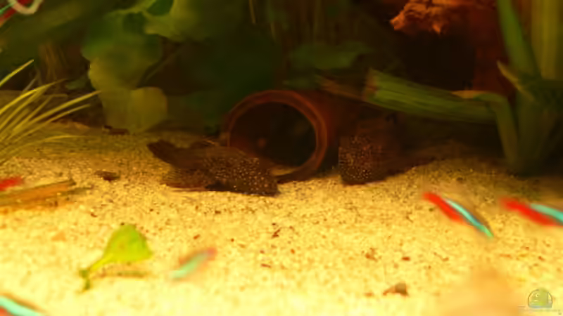 L007 von Lexterpower (31)