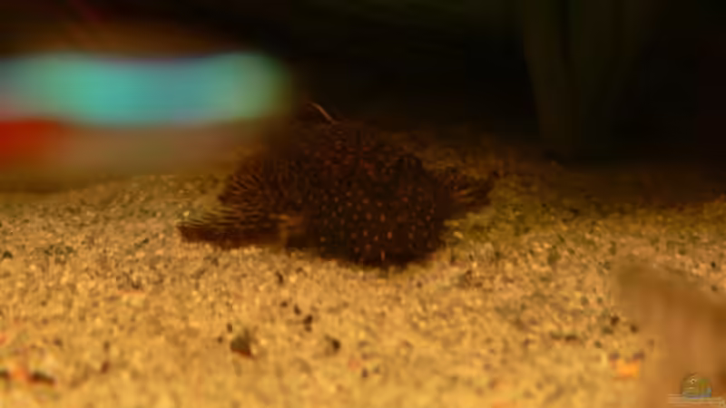 L007 von Lexterpower (32)