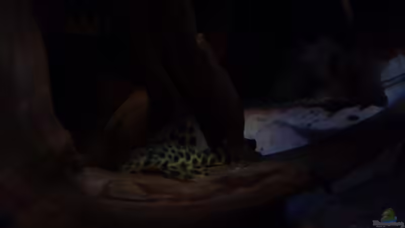 L06 von Südamerika Aquanaut (60)