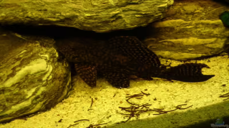 L1 ca. 25cm von Markus Josef (16)