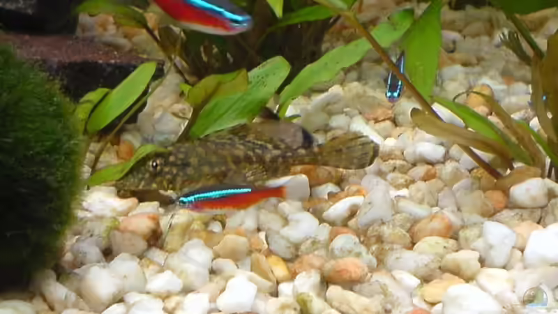 L1 und 3 Neons von Oli (17)