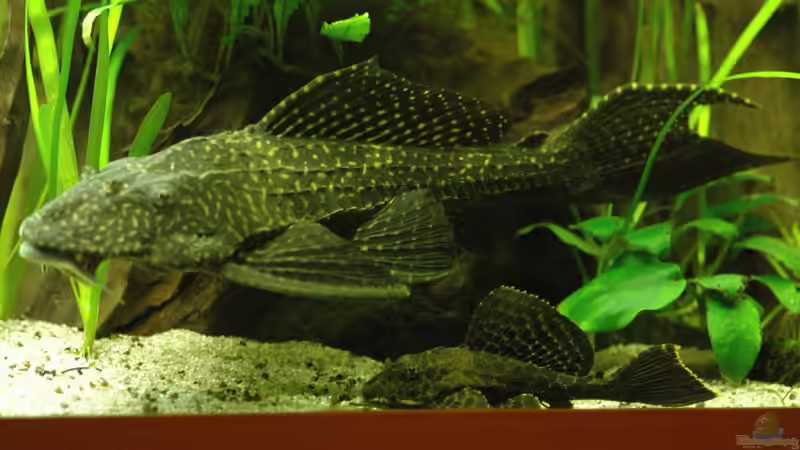 L1 und L165 von Stefan Hoffmann (14)