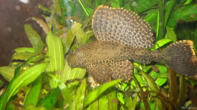 L1 von Mike Kurz (8)