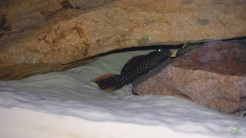 L114 und L81 von Costa Reichl (11)