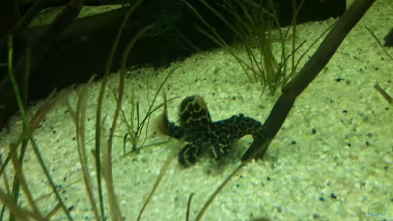 L114 von Diskus94 (7)