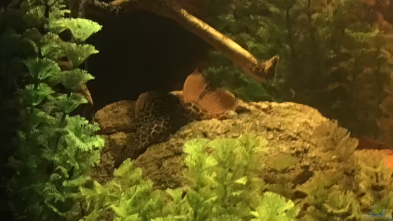 L114 von Hedylein (16)