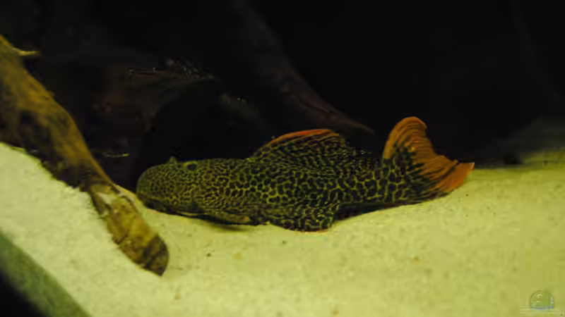 L114 von weyrobing (10)