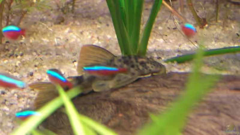 L124 Ancistomus sabaji 6,0 cm von Matoba (40)