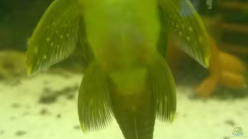 L128. Dezember 2015 von Ba Bu (35)