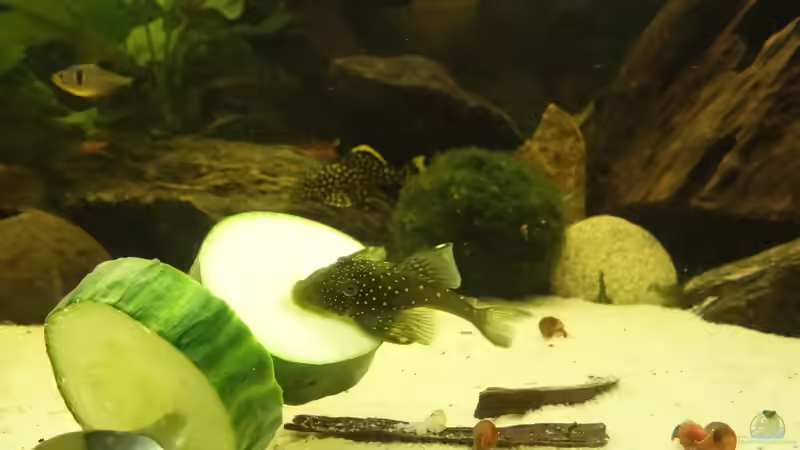 L128 mit seiner Leibspeise. 21.05.2015 von Ba Bu (28)