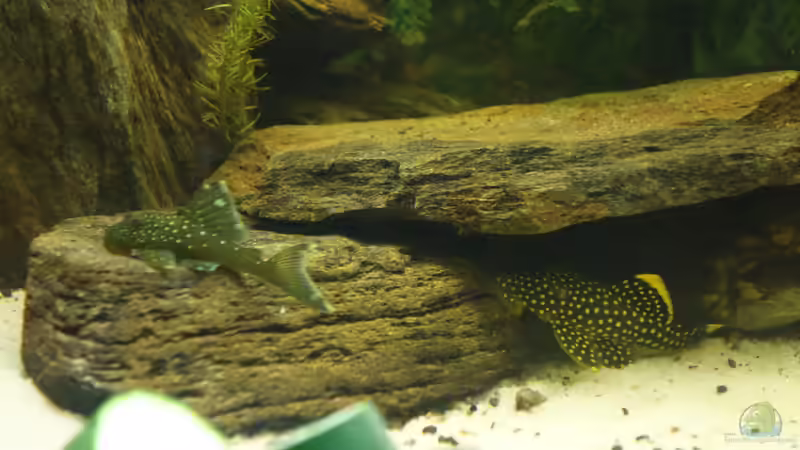 L128 und L018. 21.05.2015. Beide haben Gurke und Zucchini gewittert. von Ba Bu (18)