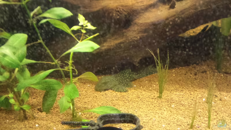 L128 von Tobias Zelzer (47)