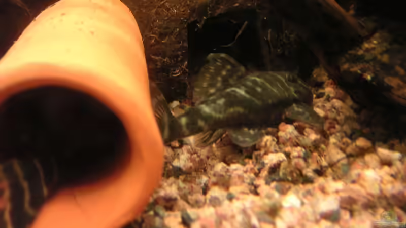 L129  von Thomas Schlechter (12)