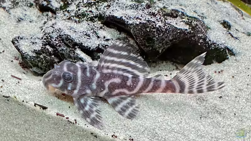 L129 von Michinet (31)