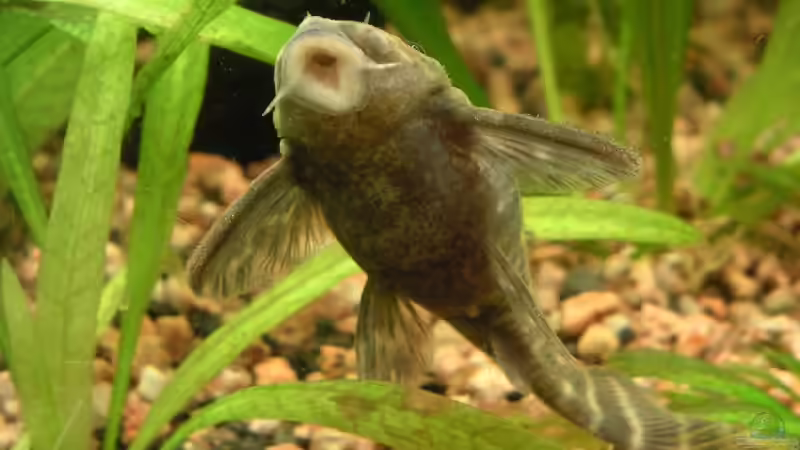 L129 Weibchen voller Laich von Thomas Schlechter (11)