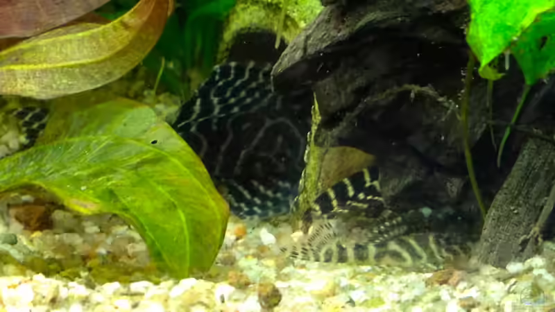 L133 Baby und in den Höhlen L134 und L333 von Michel (4)