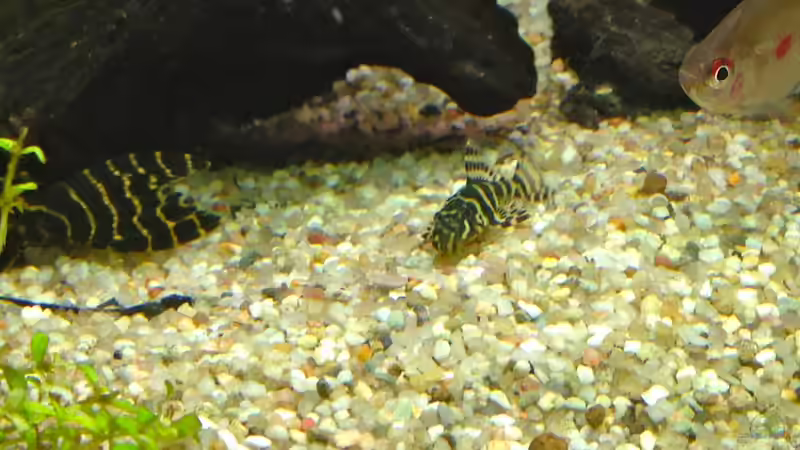 L133 Baby von Michel (25)