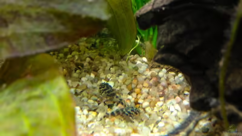 L133 Baby´s von Michel (33)