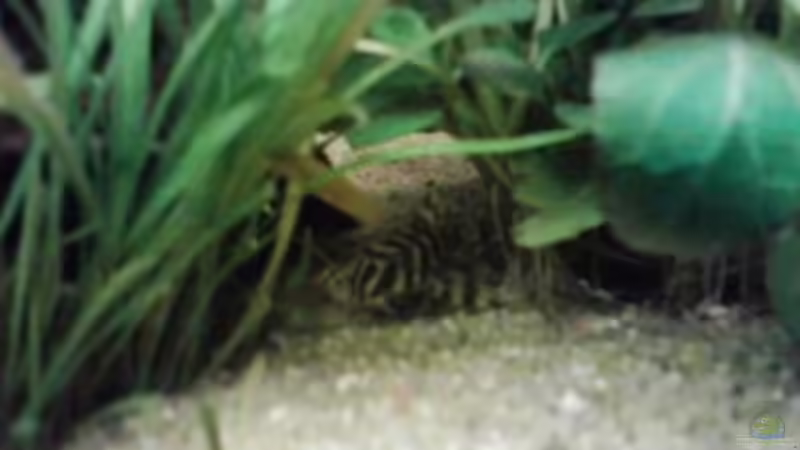 Aquarien mit Peckoltia compta (L 134)