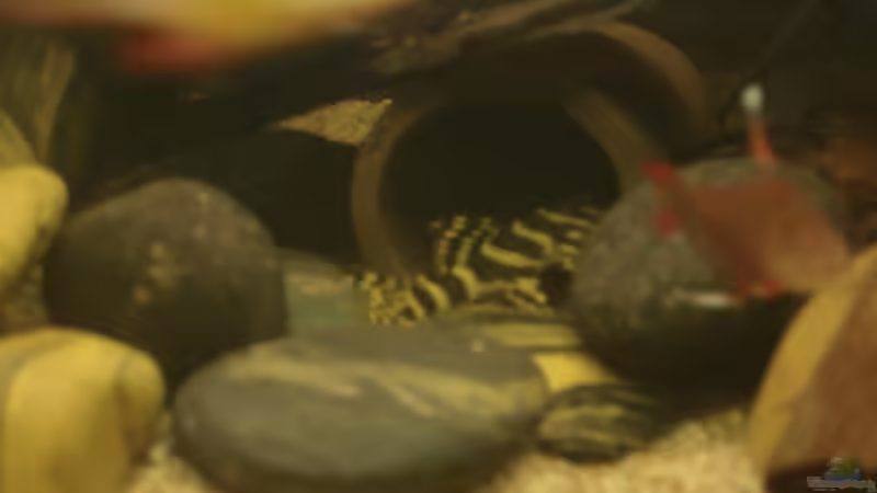 L134 begutachtet die größere Tonhöhle - 07.2011 von *Thorsten* (22)