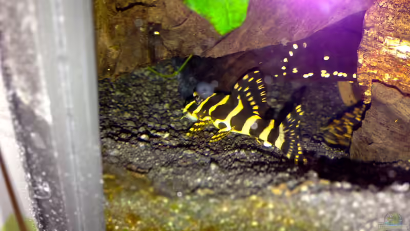 L134 Jungtier von Michel (45)