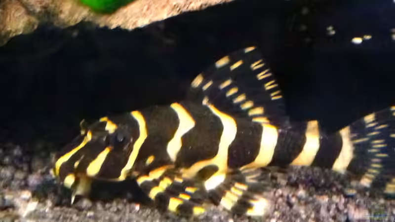 L134 Jungtier von Michel (46)