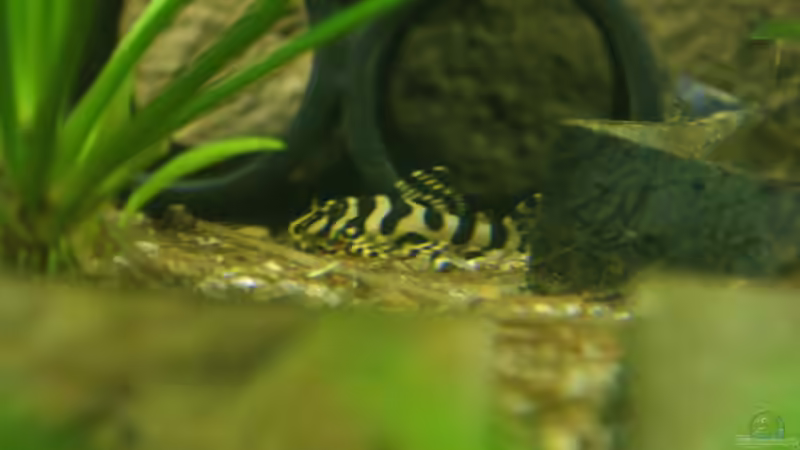 L134 Jungtier von Oliver Boden (78)