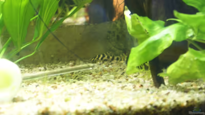 L134 Jungtier von Oliver Boden (79)