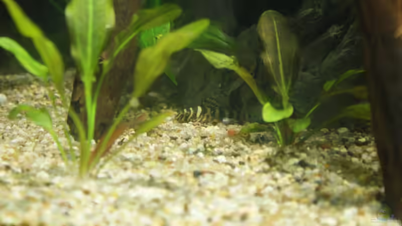 L134 Jungtier von Oliver Boden (83)