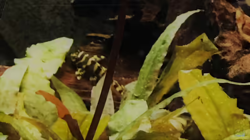 L134 Nachwuchs  von Raven887 (66)