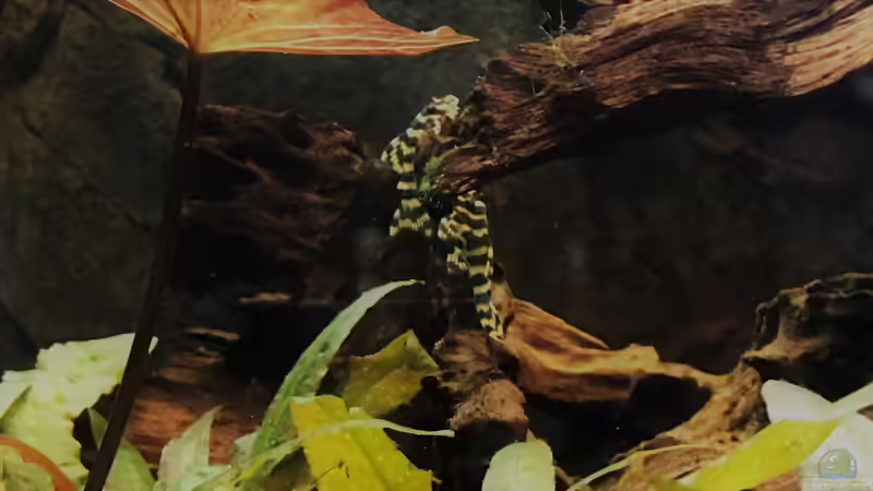 L134 Nachwuchs  von Raven887 (67)