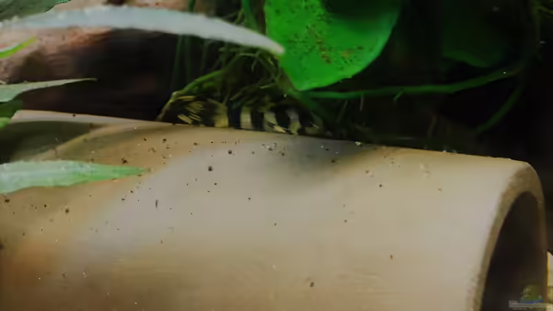 L134 Nachwuchs  von Raven887 (74)