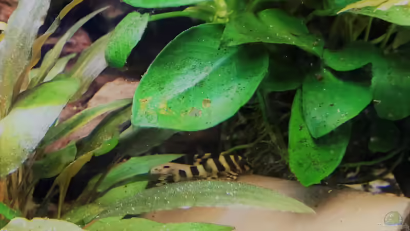 L134 Nachwuchs  von Raven887 (75)