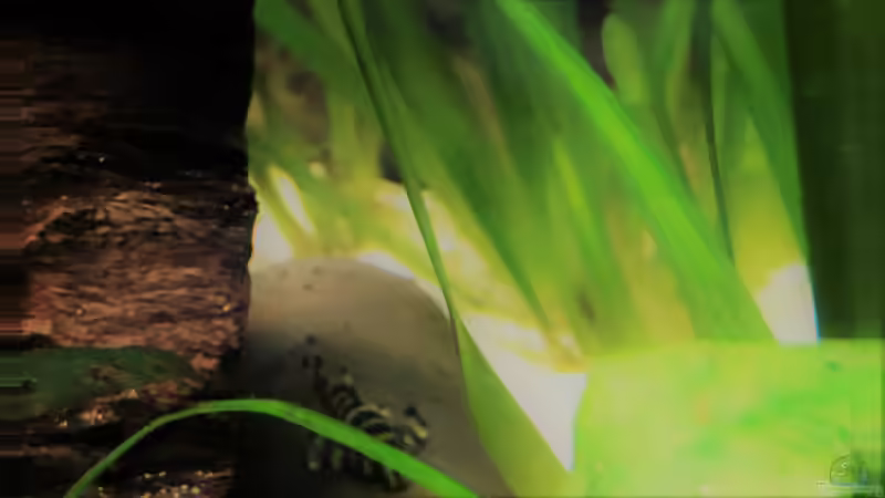 L134 Nachwuchs  von Raven887 (76)