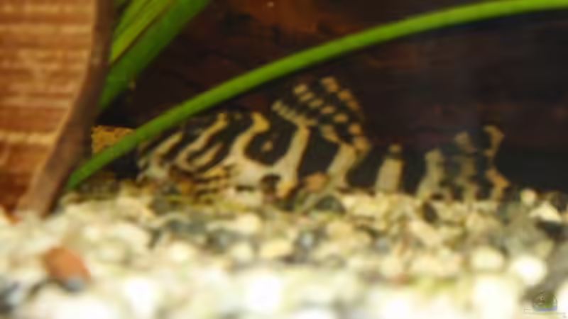 L134 Peckoltia von Hugo (4)