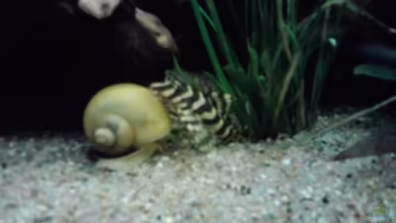 L134 und Apfelschnecke von *Thorsten* (42)