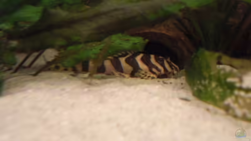 L134 von Amazonasbecken.eu (18)