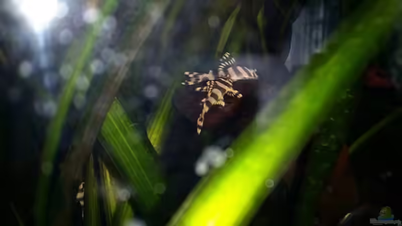 L134 von Dani B (21)