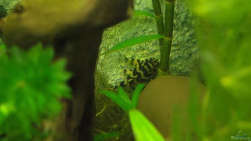 L134 von Franz Wüest (21)