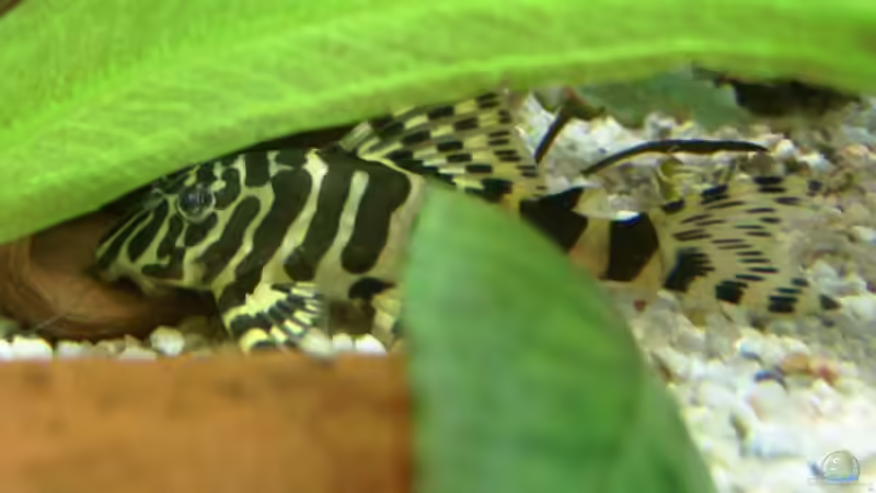 L134 von Mandy Liebig (7)