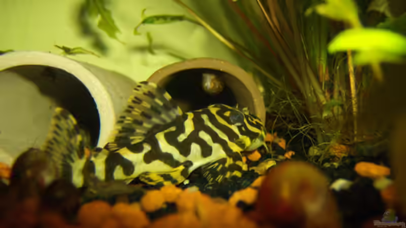 L134 von Michael Meyer (10)