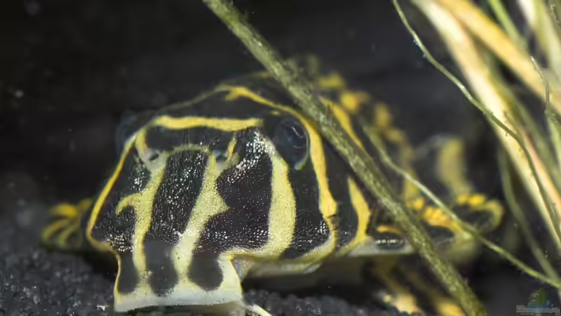 L134 von Olaf D. (33)