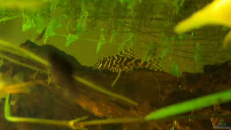 L134 von patsen (10)